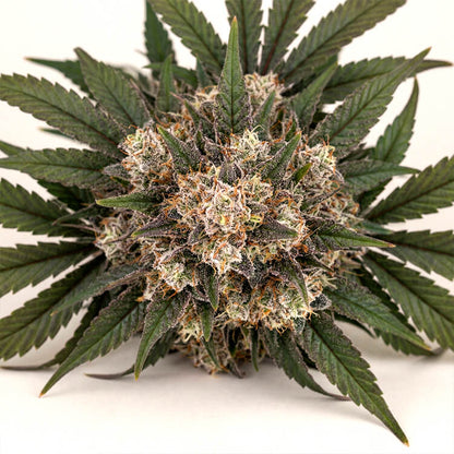 OG Kush Auto
