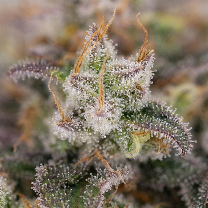OG Kush Auto