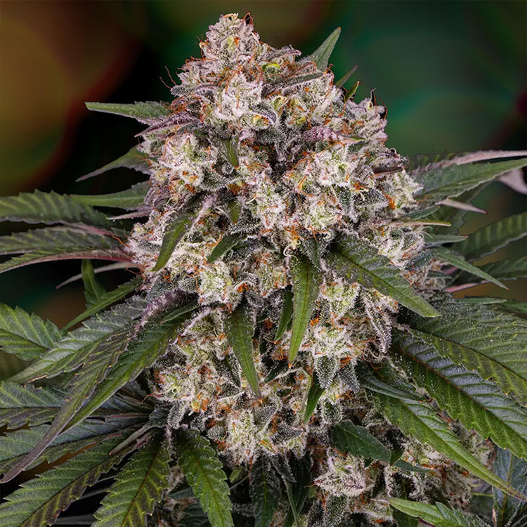 OG Kush Auto