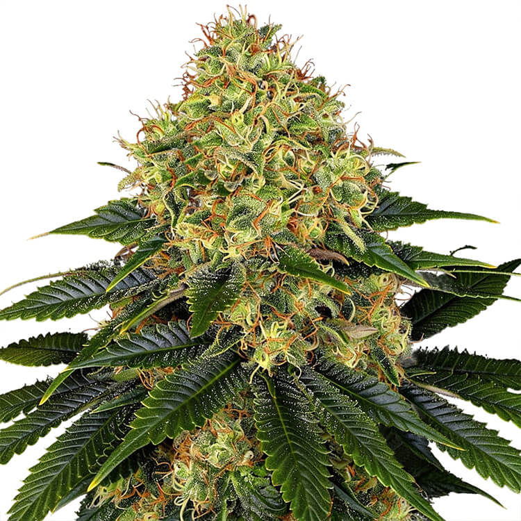 Skywalker OG Auto