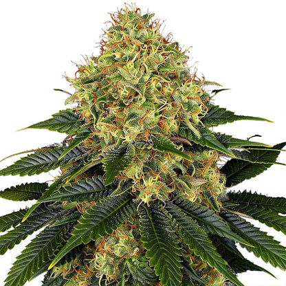 Skywalker OG Auto