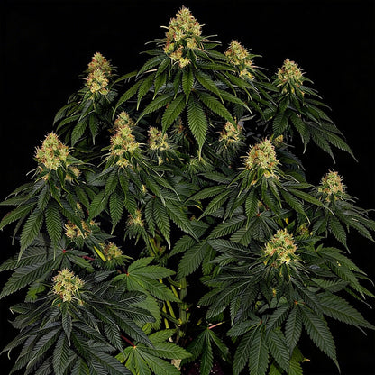 Skywalker OG Auto