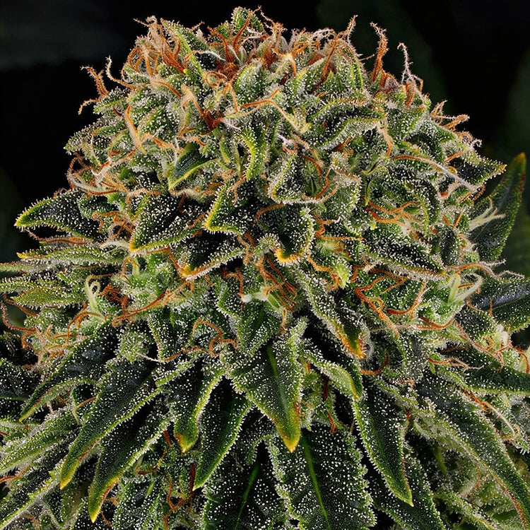 Skywalker OG Auto