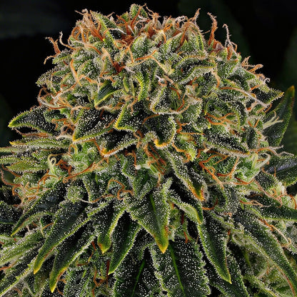 Skywalker OG Auto