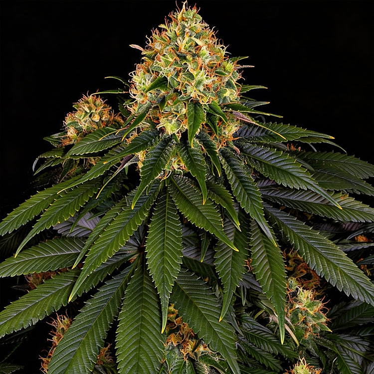 Skywalker OG Auto