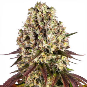Sour Diesel