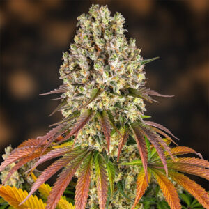 Sour Diesel