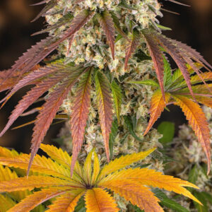 Sour Diesel