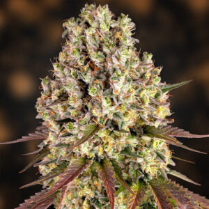Sour Diesel