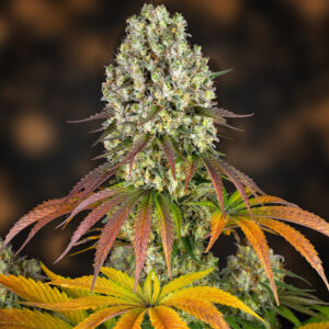 Sour Diesel