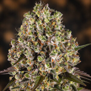 Sour Diesel