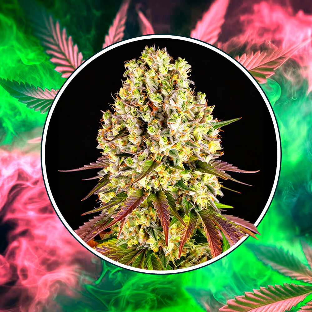 Sour Diesel