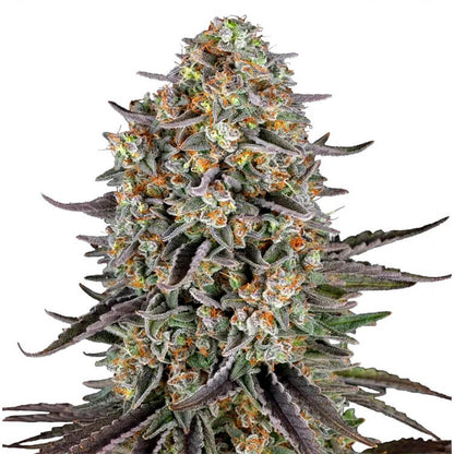 Sour Strawberry