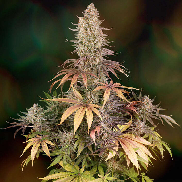 Sour Strawberry