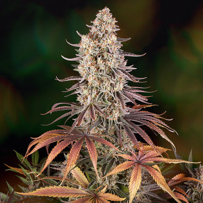 Sour Strawberry