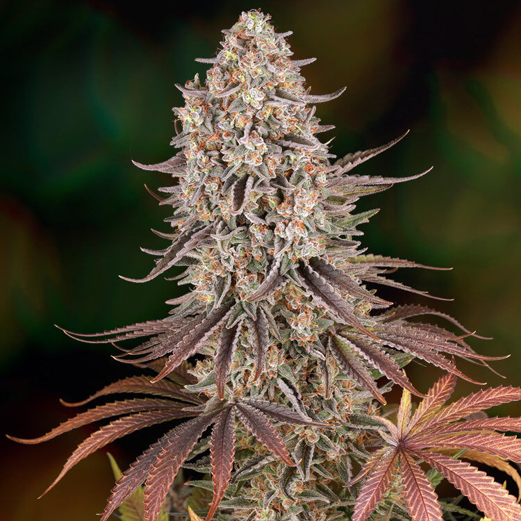 Sour Strawberry