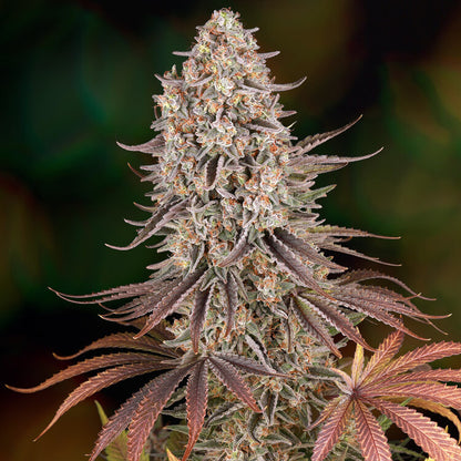 Sour Strawberry