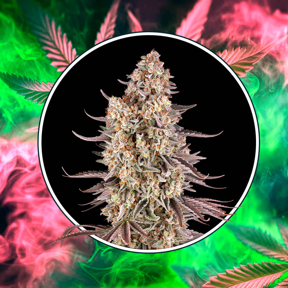 Sour Strawberry