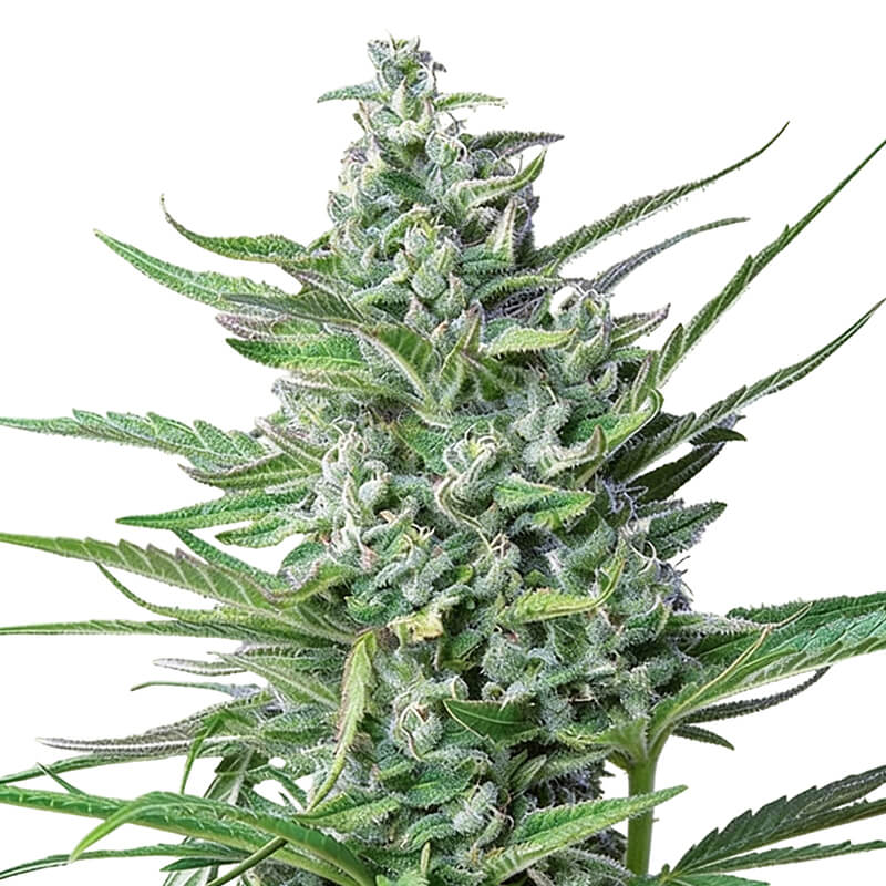 Special Kush 1 - Royal Queen Seeds - Semi femminizzati di cannabis