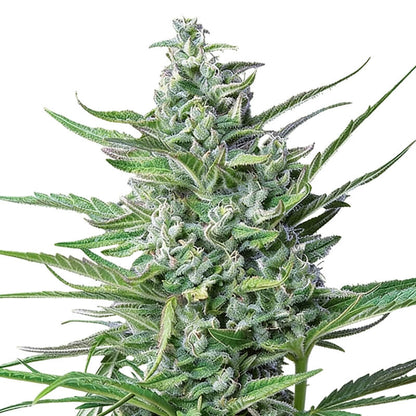 Special Kush 1 - Royal Queen Seeds - Semi femminizzati di cannabis