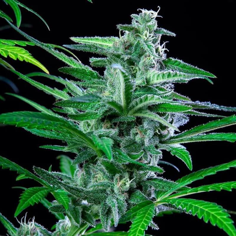 Special Kush 1 - Royal Queen Seeds - Semi femminizzati di cannabis