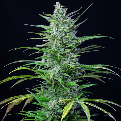 Special Kush 1 - Royal Queen Seeds - Semi femminizzati di cannabis