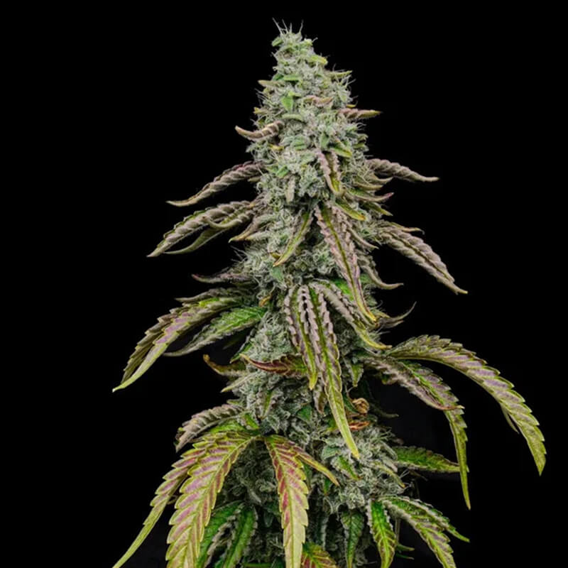 Special Kush 1 - Royal Queen Seeds - Semi femminizzati di cannabis