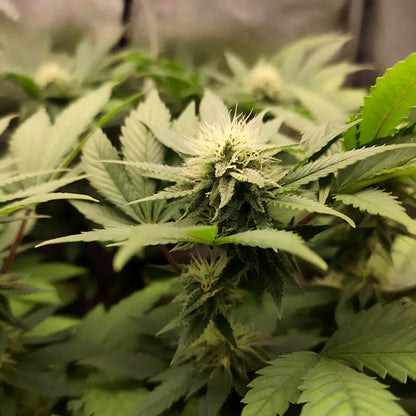 Special Kush 1 - Royal Queen Seeds - Semi femminizzati di cannabis