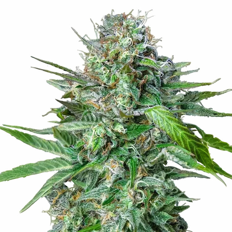 Tangie semi di cannabis