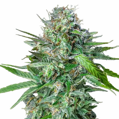 Tangie semi di cannabis