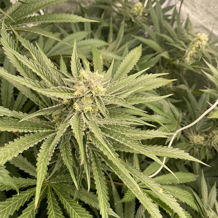 Tangie semi di cannabis