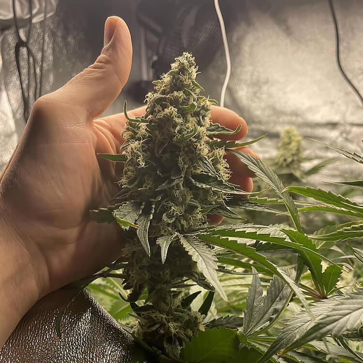 Tangie semi di cannabis
