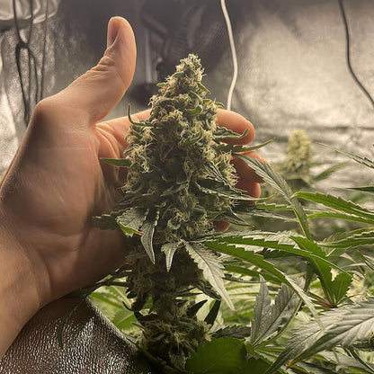 Tangie semi di cannabis