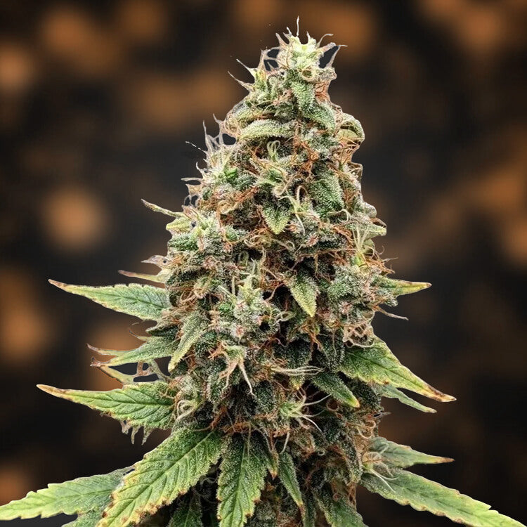 Tangie semi di cannabis