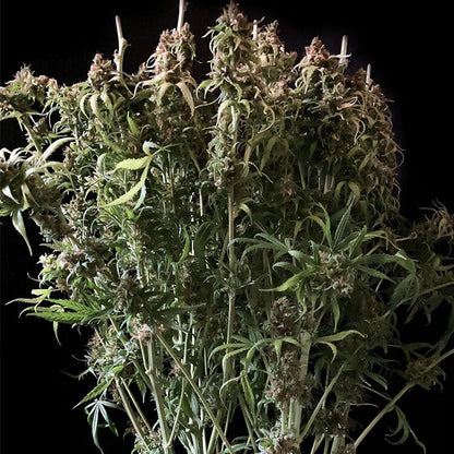Tangie semi di cannabis