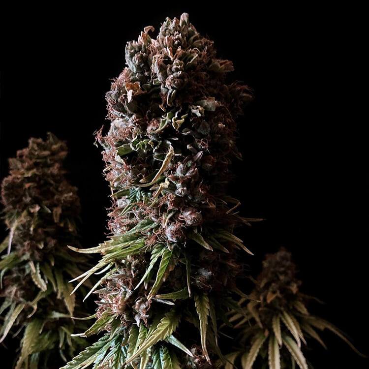 Tangie semi di cannabis