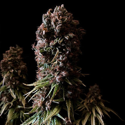 Tangie semi di cannabis