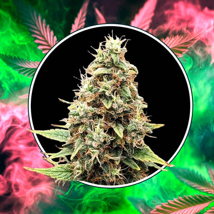 Tangie