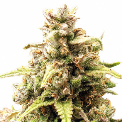 West Coast OG - semi di cannabis