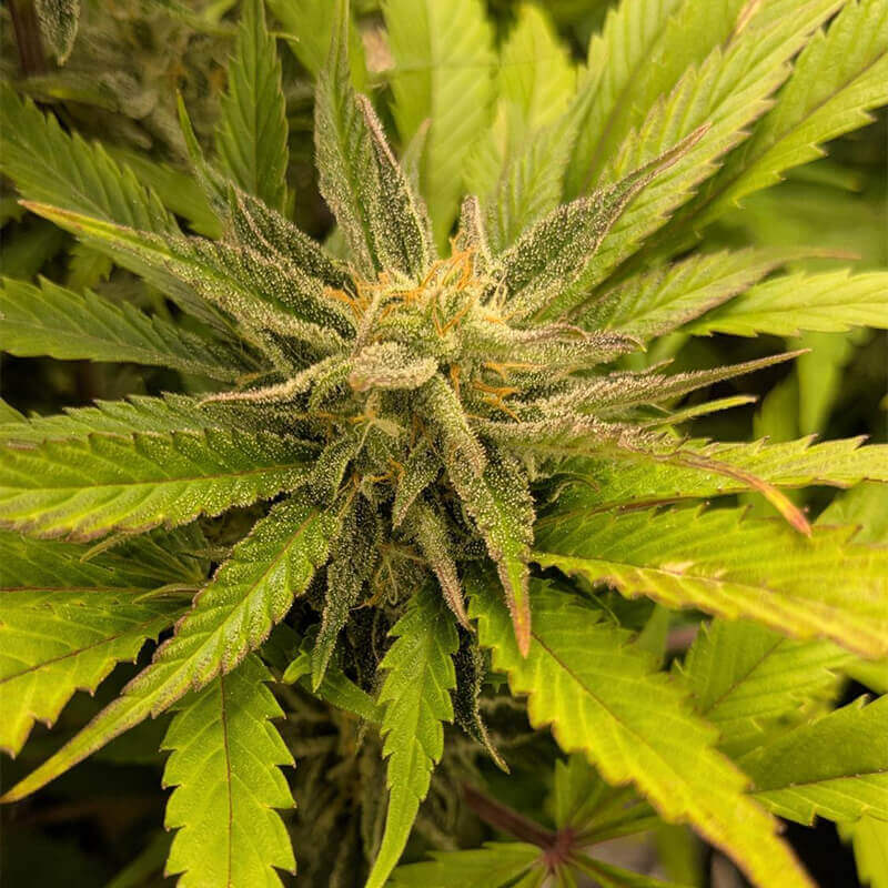 West Coast OG - semi di cannabis