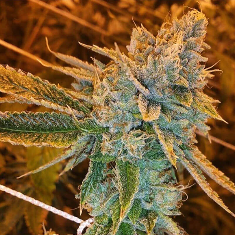 West Coast OG - semi di cannabis