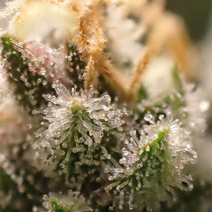 West Coast OG - semi di cannabis
