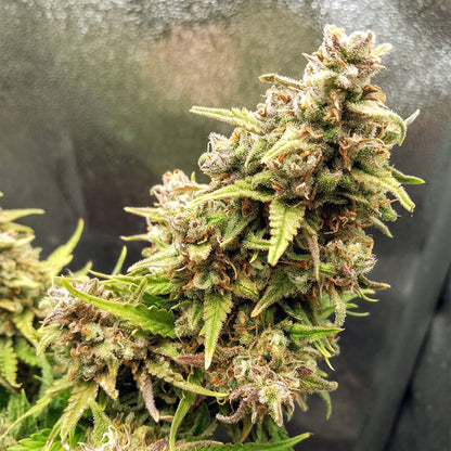 West Coast OG - semi di cannabis