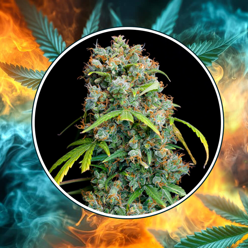 West Coast OG Automatic